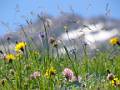 F42 prairie alpine de philippe codet 